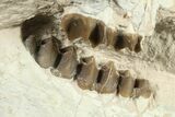 Fossil Oreodont (Merycoidodon) Partial Skull - South Dakota #269862-6